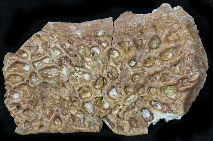 Cretaceous Crocodile Skull Section - Kem Kem Beds #31453